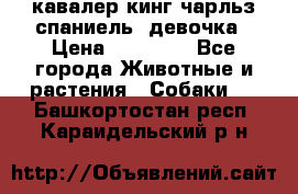  кавалер кинг чарльз спаниель -девочка › Цена ­ 45 000 - Все города Животные и растения » Собаки   . Башкортостан респ.,Караидельский р-н